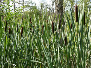 Close-up of crops growing on field