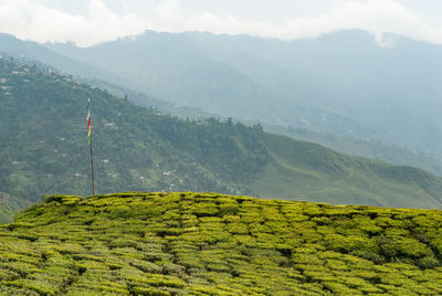 Tea plantation in darjeeling