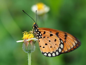 Close-up of butterfly pollinating on yellow flower