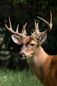 Close-up of deer