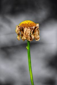 Close-up of wilted flower on plant