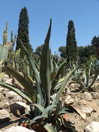 Plants growing against sky