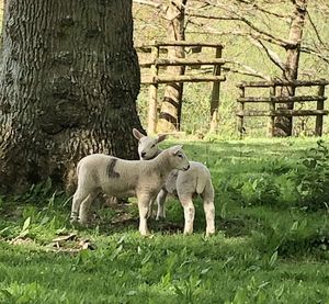 Sheep in a field