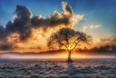 Silhouette tree on landscape against sky at sunset