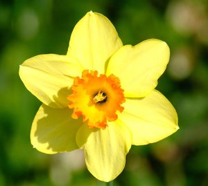 Close-up of yellow daffodil flower