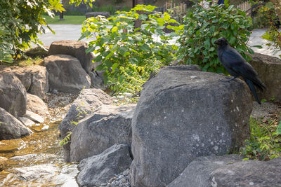 View of bird perching on rock