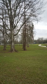 Trees on field against sky