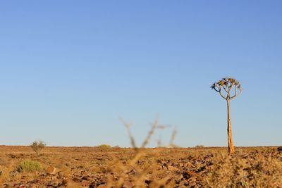 Wind turbines on field against clear blue sky