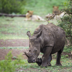 Rhinoceros walking on land