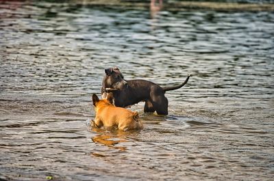 Two dogs in a lake