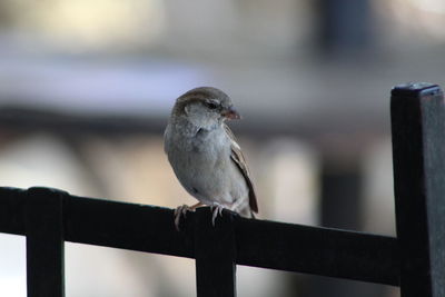 Bird perching outdoors