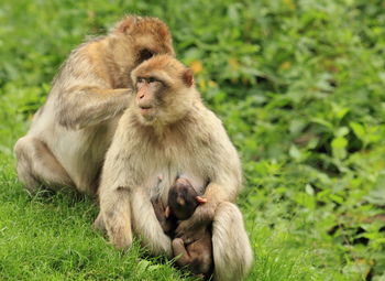 Monkey family on grassy field