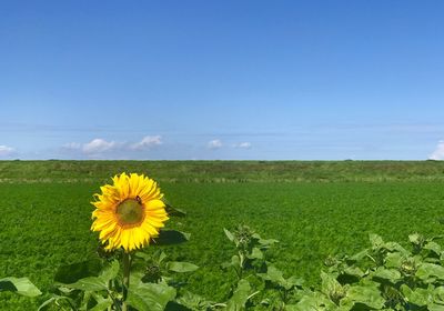 Sunflowers blooming on field against sky