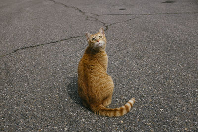High angle view of ginger cat sitting on road