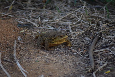 High angle view of frog on field