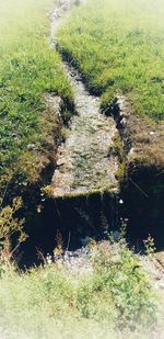 Plants growing on land