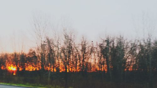 Bare trees on landscape at sunset