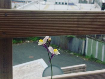 Flower growing on railing