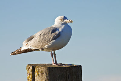 View of seagull perching on wooden post