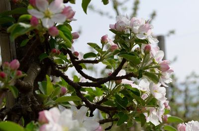Close-up of pink flowers