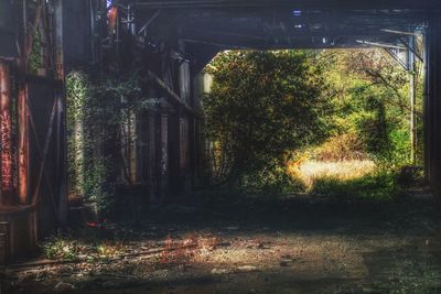 Plants growing in the dark