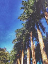 Low angle view of palm trees against blue sky