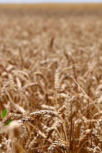 Plant growing on field