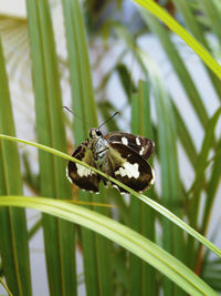 Close-up of butterfly on leaf