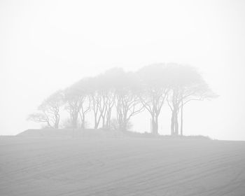 Trees on snow covered land against sky