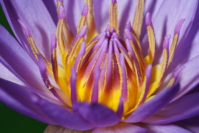 Close-up of purple flowering plant