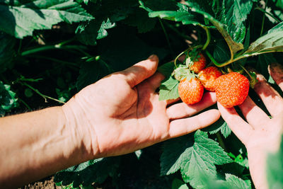 Midsection of person holding fruits