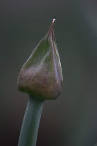 Close-up of flower against blurred background