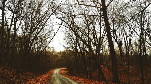 Road passing through bare trees