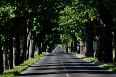 Empty road along trees