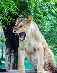 Angry lioness on field