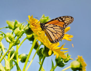 Close-up of butterfly pollinating on yellow flower