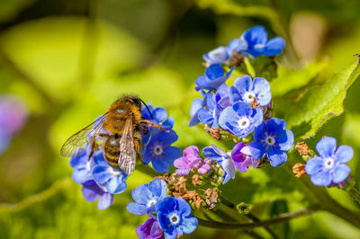 Close-up of bee on purple flower