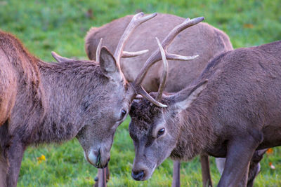 Deer standing in a field