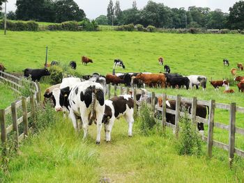 Cows grazing in field