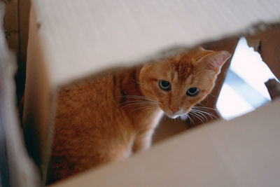 Portrait of a cat looking away