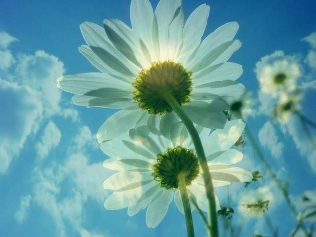 flower, petal, freshness, fragility, flower head, growth, beauty in nature, blue, white color, blooming, sky, nature, low angle view, close-up, in bloom, pollen, plant, single flower, blossom, day