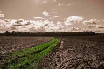 Scenic view of agricultural field against sky