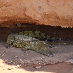Side view of a reptile on land