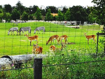 View of sheep on field