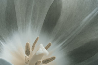 Close-up of white flower