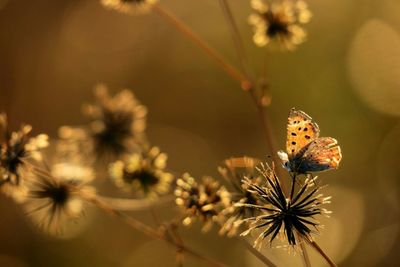 Close-up of insect on flower