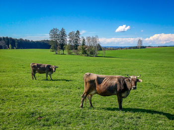 Cows grazing in pasture