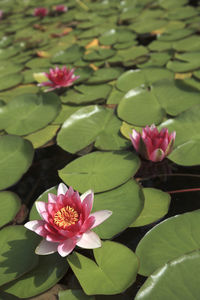 Close-up of pink water lily blooming in pond