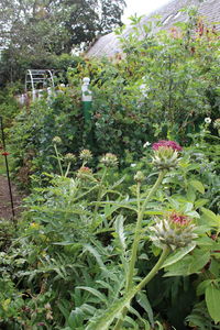 Plants growing in garden