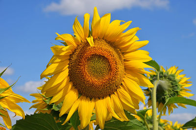 Low angle view of sunflower